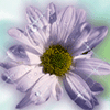 oks 063