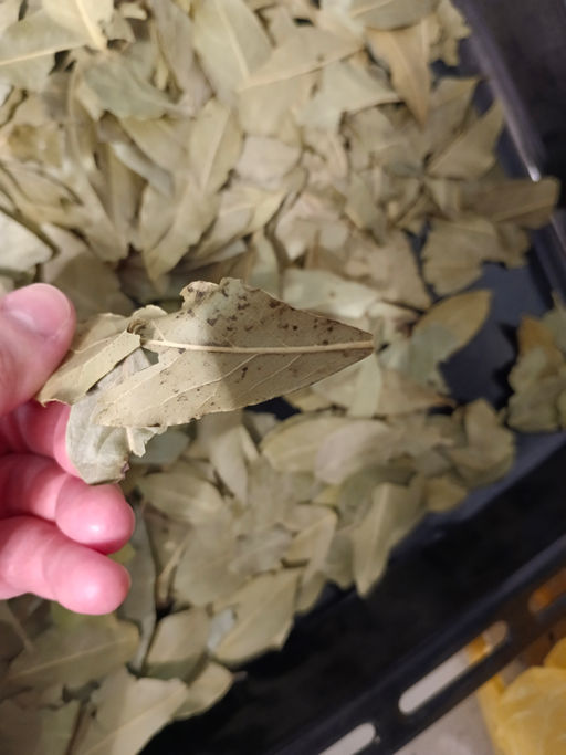 099600215327f9987748034cde6433ff6ce3385mikeg7b9