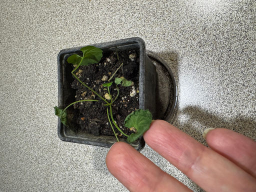 71ee10bf6653195c48d3b67707b8dc382flixta0kdmhgohmgk