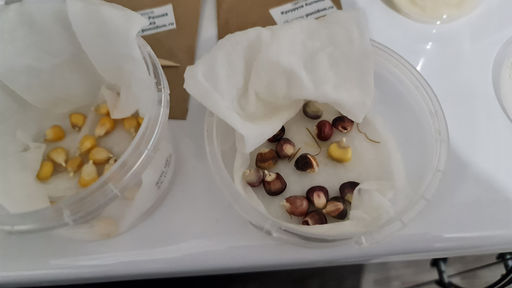 efe69058105bbd480e6bda1f85e2a87f6ce318zkzmn4llcb5