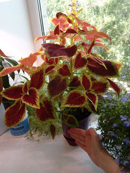 00402416625076f9cc322f778bb9480a1nij717tqzm0c54oha