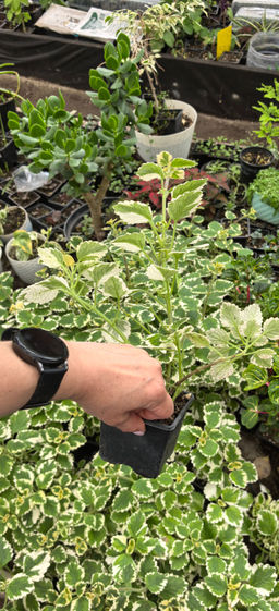 00a7094a7252507b49acef33256c0296u3vnr1eu6mafe1oau