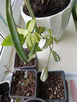 078685d7d131329f7b1d2fa262b81ac96ce3h2simkzccr6u