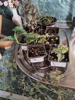 0b2abc55630d029c975e67d378085ec96ce3qnx5mmnf9pqd