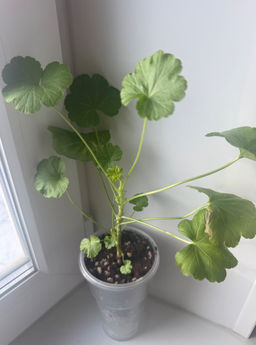 0b57f4b7b10b513d12a26f145e0189f16ce3h2sumks49bqj