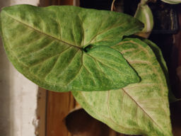 11b9dca757026d64a454906027cc04211nij717tqzlyyprtiy