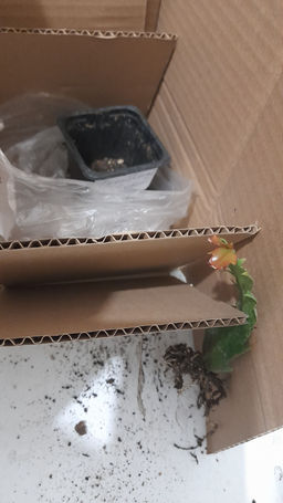 1502786485f9fb8d77cf0935ca057ef66ce3qnx5mmnicdak