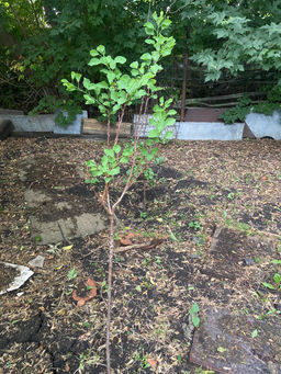 196b9b7e4c207b0e171bb0b51b415830u3vnr1ajme2dztkz