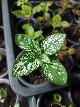 1ab996dcfc17d3a9bb8d48e97465a1c12flixt20kiqmf8lo6m