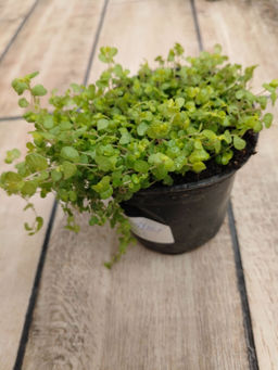 1be36229ceb8bdee530de29f2546954b6ce3qnxsmlp6dbk3