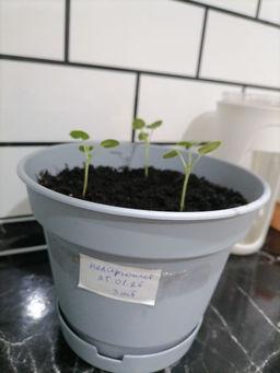 1e2c2045d50a7073af4d8fadb0bcb1bf6ce3qnxtmmarf8u0