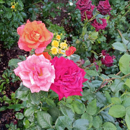 1eec468942b20e8d5cf012e4e84e8e3a2flixtvj70mgfd1pqn