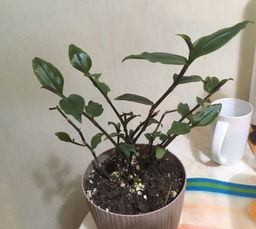 21a7906a5bce3d279bea8cf2318e7c296ce3qnxtmm9l1lu9