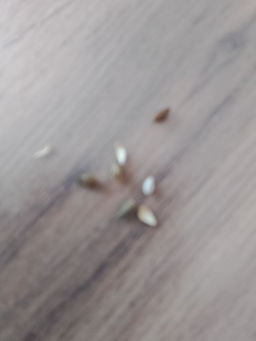 231918d9b07f4741cac73f6f392409346ce3qnx4mmiot8cj