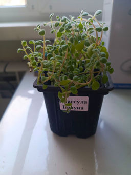 25ce9920cb9021466b7a25f40348bfca6ce3qnxtmln8s9tb