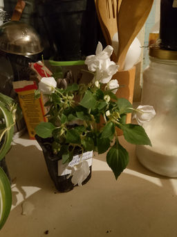 29b76058e427e9cbe9a4ae359885155d6ce32oqmi7rbafq