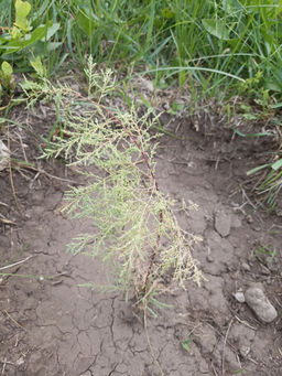 29e529b251f61f332d422f5cbb10bb4118bq4o11pmddxvu7x