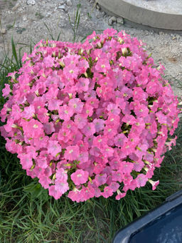 2a63d1e79bb6885cc2fa4f3f096f72d12flixt1r079mfh4nf2