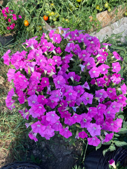 2bf027acc9ebe3db2a10330d2cf3b3b52flixt1r079mfh4oeg