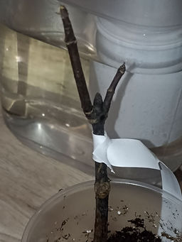 2c0369c597f61e8cad6f5d33e295b0f86ce318zkbmn8zsmy1