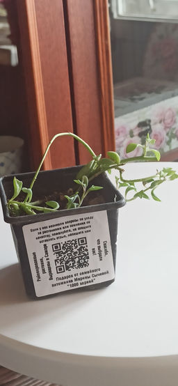 2db9cc2e73e62ecd8092d1cdbaee300b6ce318zkbmn8vl6xf