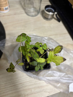 2f2fc8821252564c9970620e13051f612flixtayv1mhdragat