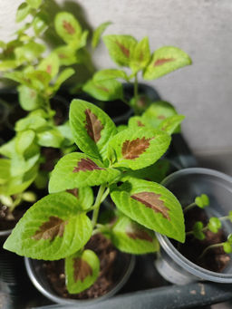 31c00a9968bee78d8c347c1d0f5b354d2flixt1s34pmf8ljcc