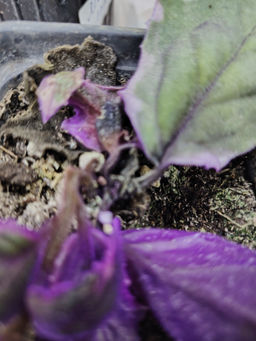 33ae6a0b83652c055f2d978fafee0e546ce31trmhxbuyaz