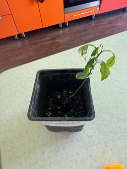 347dadc8d62b250401d64b657685c3636ce3qnxsmmt12xb2