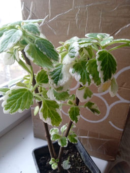 3a5457a2a8eb3896971495e17a0191e26ce3i4vmhvsja32