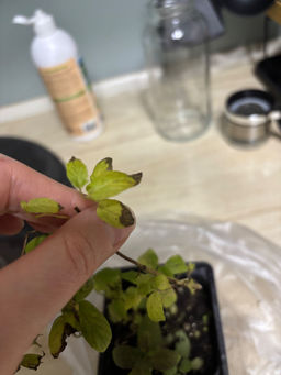 3ce4455be17553a59e3672b70ff9be102flixtayv1mhdranri