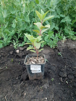 3df676fb1e5f140ac66bf1897e94a30d18bq41msd5mbomvg6v