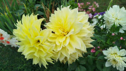 3f2901b268c77dee319402c5ddb783292flixt26d50meyksbc