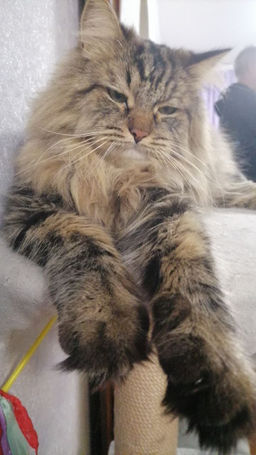 43d3db27ef990fcf78e870a74c47cef56ce338amj2madri