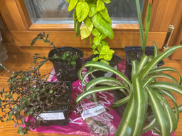 46e9d78687815eca4ef741a70dc419db6ce3qnxtmm7pfrsm