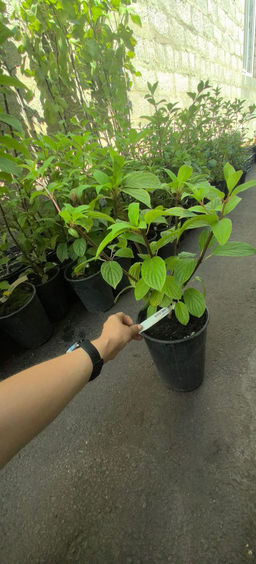 482d67553adb83cc2e02944d092ac24418bq470jkmdhm07mm