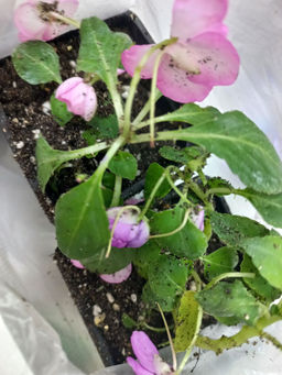 4996021cb33c6aceb55abeb8145f59ee6ce338amitwl1ij