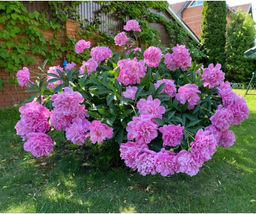 4a4233b2dd96c5b52a44a806b112388718bq41twitmbrz09lx