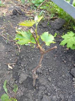 4d33029cfb96172273b66d7a954698851j787vwgpvl70wepp3