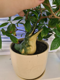 4dfbda4e5a66764eab2954a02868e6f36ce3385mjikwxss