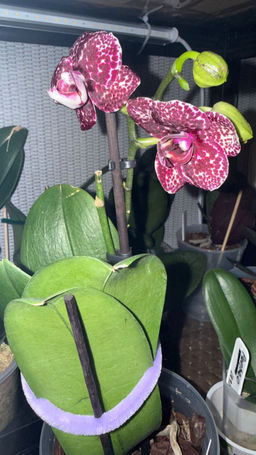 4e8c2a7e5d62bc9717a34668857cb4c72flixtqwocmgwoy6kq