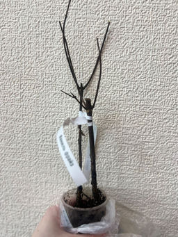 554700f26459007321b7663206cf11976ce318zkzmn8bvk3s