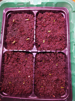 56c7e4e5ec448dc26532954df4f48b736ce338amk3mpsuw