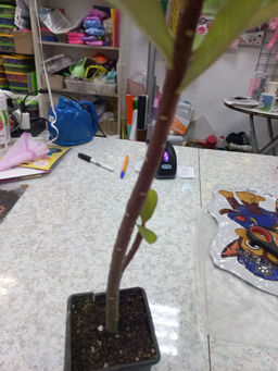 5a66ae34d8eafb8edaf4b4916a54d8736ce338amitwrd4s