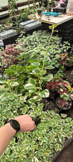 5c0ae83742d56fff38ce950913a40639u3vnr1eu7mafe1b2b