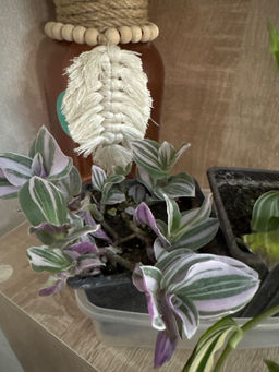 5c3ec4e72dbdda732e8f410a2618f4682flixt2brsdmhey9mk