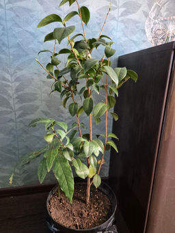 5d0091da0823227e8224007239fb2c0e6ce338amjwwwtsn