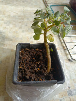 5fcb3346453f5c0d1affa77aeb915df12flixt1ki9kmhd4a6d