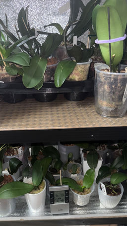 62df7e67a58ac21767bc8376847bb0a92flixtqwocmgwoxysd