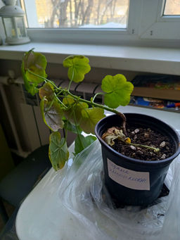 6484cc81790820b0293c21c2c9ab6c056ce3qnx5mln8tkwq